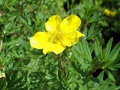 Image result for Potentilla fruticosa Goldfinger