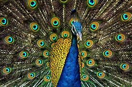 Image result for Colorful Peacock Clip Art Logo