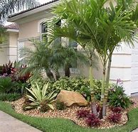 Image result for Small Tropical Trees