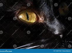 Image result for Black Cat with Brown Eyes