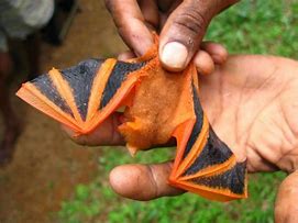 Image result for Painted Bat Species