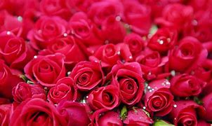 Image result for Pretty Red Roses Wallpaper