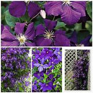 Image result for Bare Root Clematis
