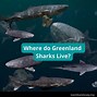 Image result for Greenland Sleeper Shark