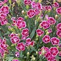 Image result for Dianthus gratianopolitanus India Star ®