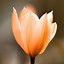 Image result for iPhone 6s Flower Wallpaper