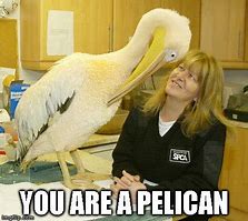 Image result for Pelican Meme