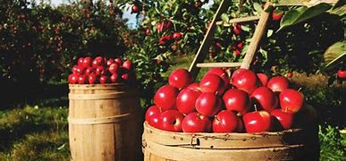 Image result for Apple Tree in Ranches