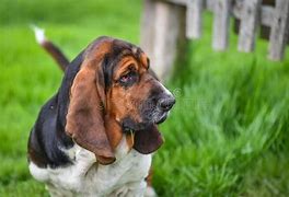 Image result for European Basset Hound at 1 Year Old