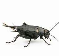 Image result for Image of Cricket Insect