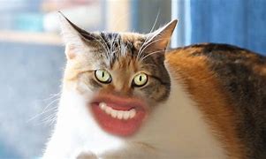 Image result for Cat Meowing Meme