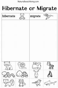 Image result for Hibernation Worksheets for Kids