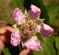 Image result for BlackBerry Bush Flowers