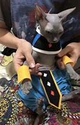 Image result for Lord Beerus Real Life