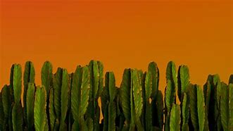 Image result for Green Desert Cactus