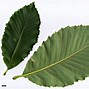 Image result for Quercus pontica