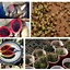 Image result for Arizona Desert Saguaro Cactus