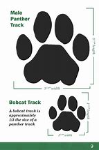 Image result for Black Panther Footprints