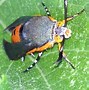 Image result for What Do Vine Borers Look Like
