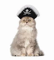 Image result for Cat Girl Pirate
