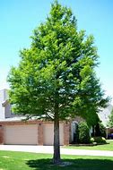 Image result for Bald Cypress Trees for Sale