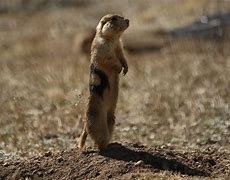 Image result for Weasel Eating a Prairie Dog