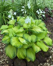 Image result for Hosta Stained Glass