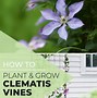 Image result for Clematis Vines for Zone 8