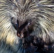 Image result for Porcupine Animal