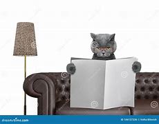 Image result for Cat Reading Paper