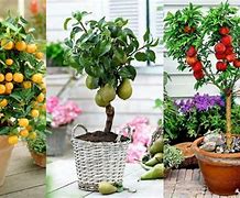 Image result for Garden with Fruit Trees