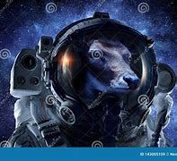 Image result for Cow in Space Suit