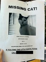 Image result for Missing Cat Meme