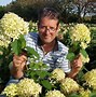 Image result for Hydrangea paniculata SKYFALL