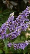 Vitex agnus-castus latifolia ପାଇଁ ପ୍ରତିଛବି ଫଳାଫଳ