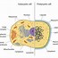 Image result for Parts of a Eukaryotic Gene