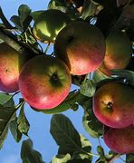 Image result for How Many Types of Apples