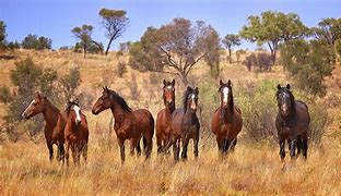 Image result for Wild Horse Australia