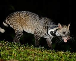 Image result for American Civet Cat