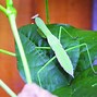 Image result for Insects in Garden