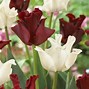 Image result for Tulipa White Liberstar