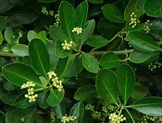 Image result for Euonymus japonicus