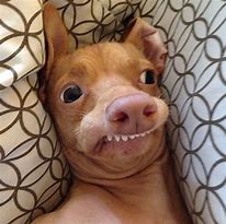 Image result for Overbite Dog Meme