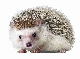 Image result for Hedgehog Baby Pink