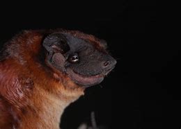 Image result for Dog-Faced Bat