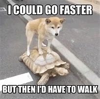 Image result for Lazy Dog Meme