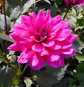 Image result for Dahlia Marcel Daussault