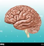 Image result for Human Brain Lateral View