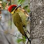 Image result for Piculus chrysochloros