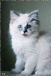 Image result for Ragdoll Kittens
